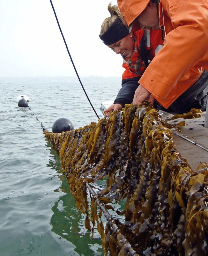 Workers harvesting seaweed from a dock into the water.