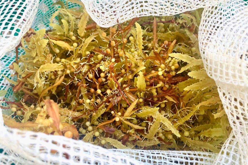 Seaweed in a white mesh bag.
